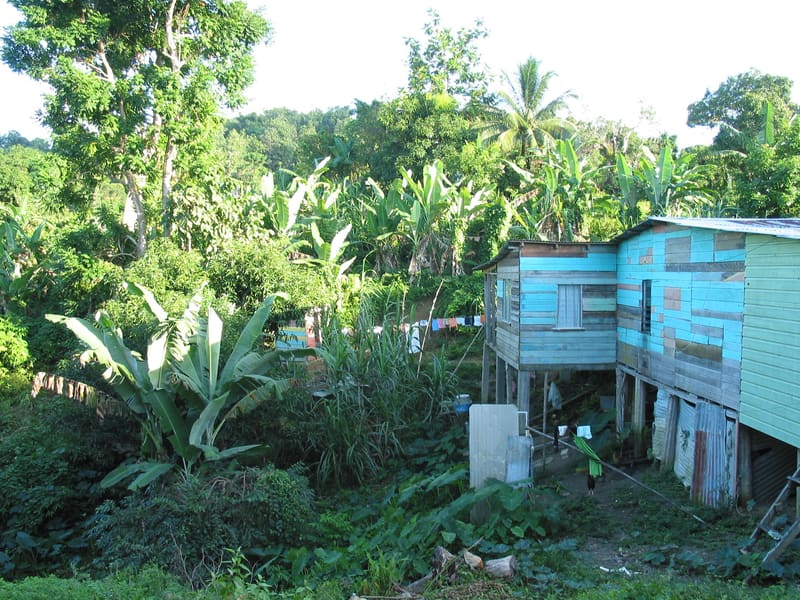 Village houses among tropical trees